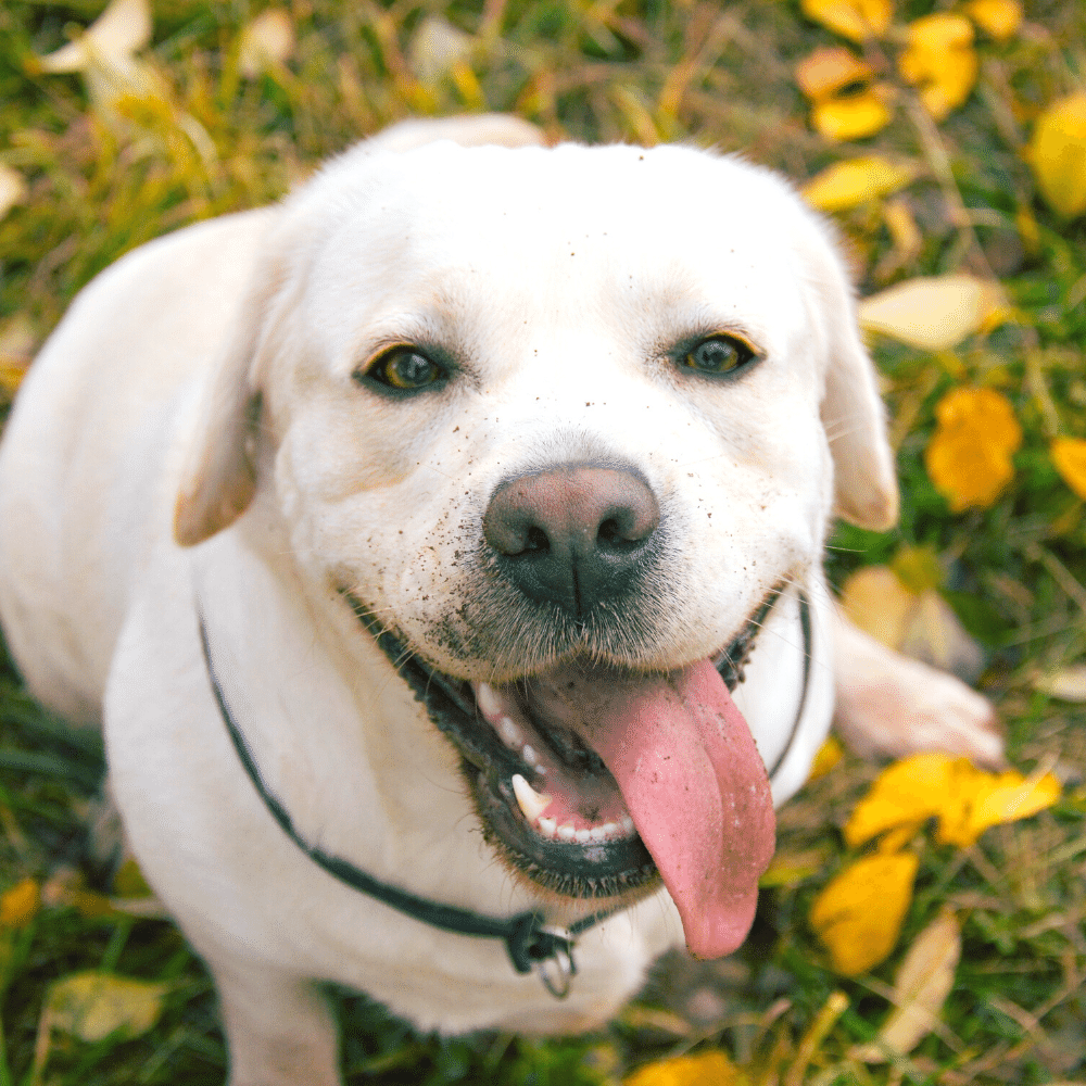 best grooming tool for labradors