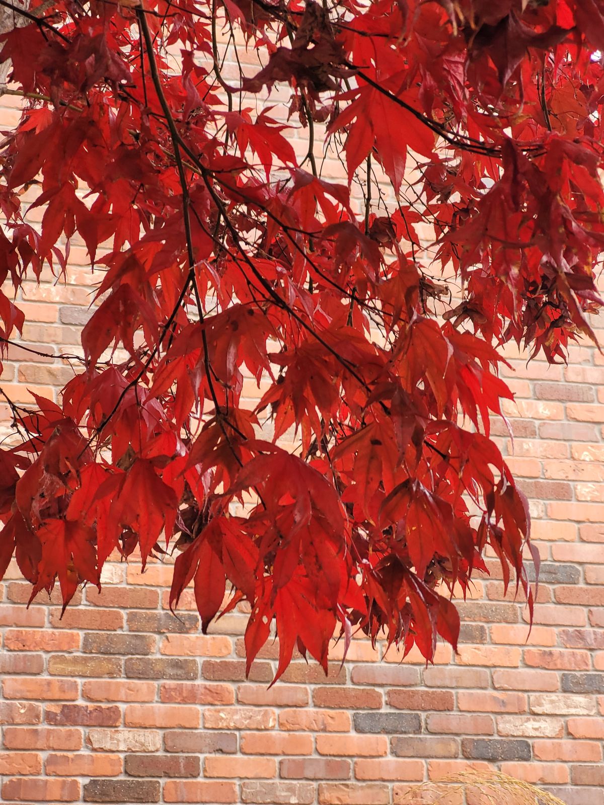 Planning Commission Takes On Trees