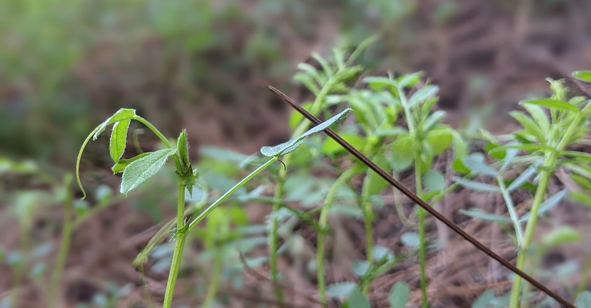 City Council 2025 Priorities Pt. 2