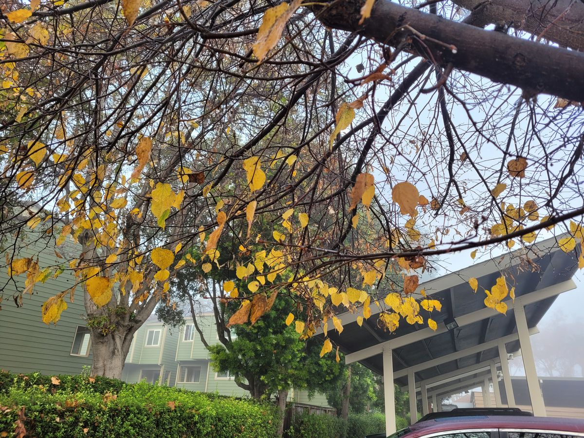 Hayward City Council Goes HARD