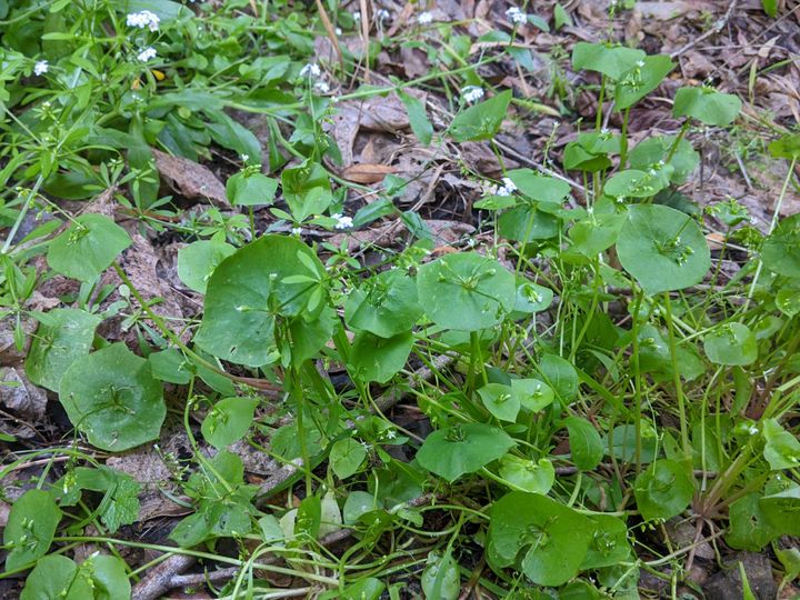 HUSD Districting Outreach Concerns