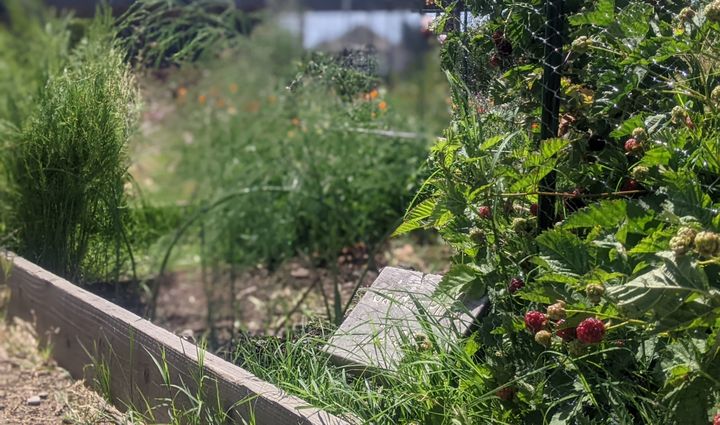 Council Eyeing Changes To WFH