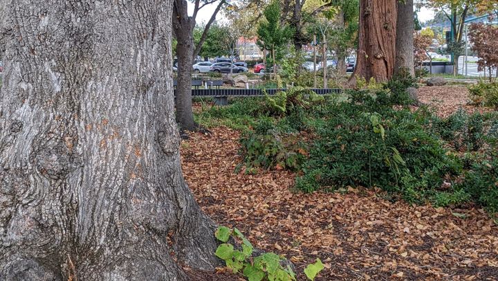 Traffic Dominates Consent Items