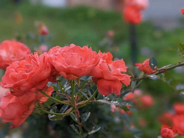 Photograph of several red flowers on the bush.