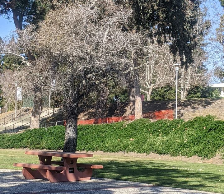 Photograph of a tree and bench at Cal State East Bay.