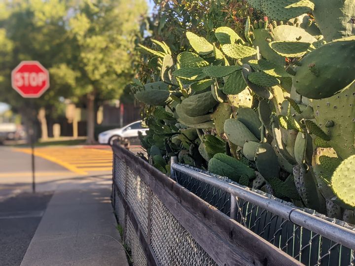 Image of nopales along a fence in Downtown Hayward.