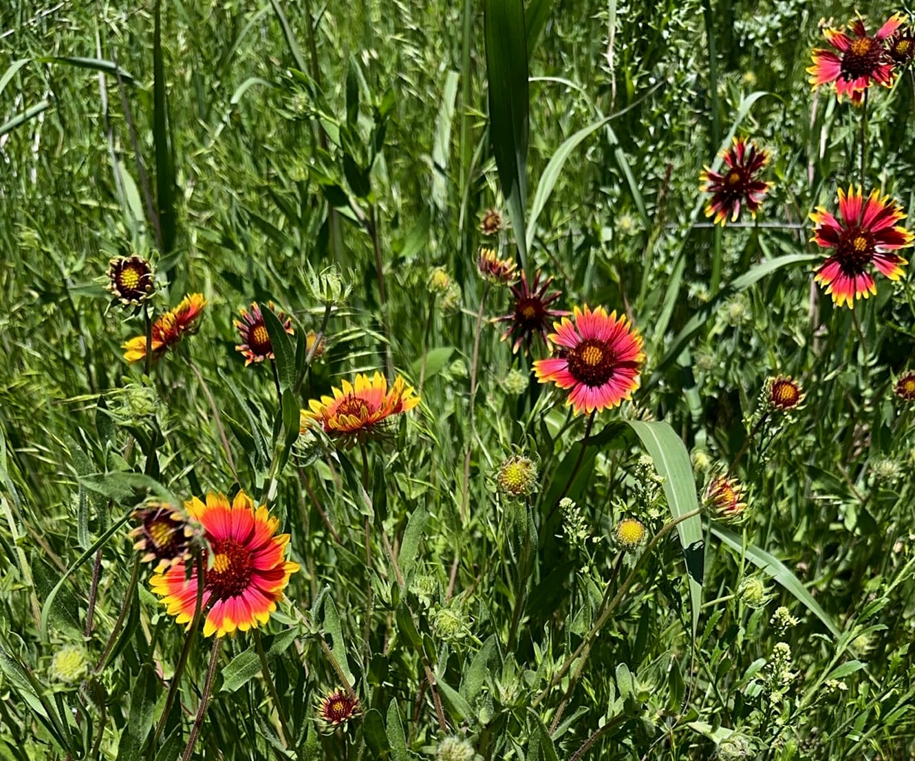 Several red-and-yellow flowers rise above a lush patch of green leaves and grass.