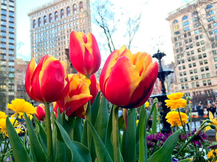 Red and yellow striped tulips dominate the frame. A park fountain and tall buildings loom in the background.