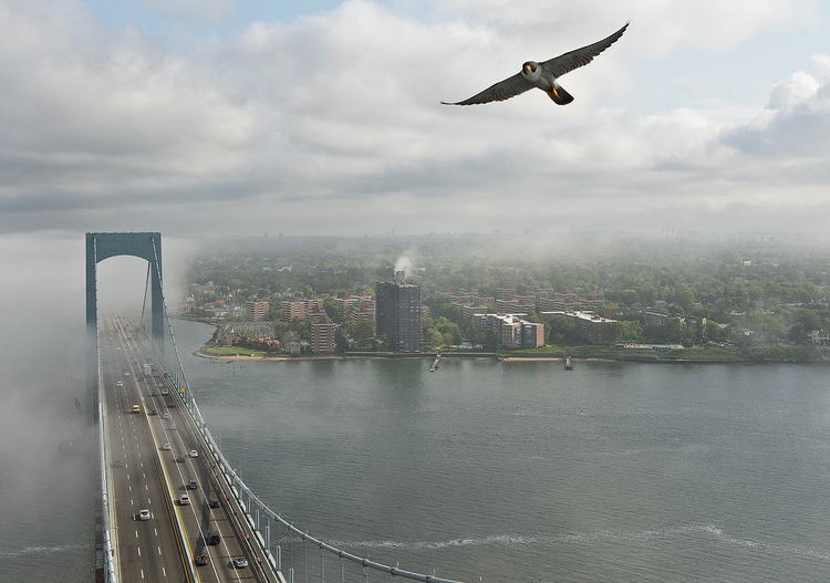A peregrine falcon soars far above a large suspension bridge and a shore lined with large buildings.