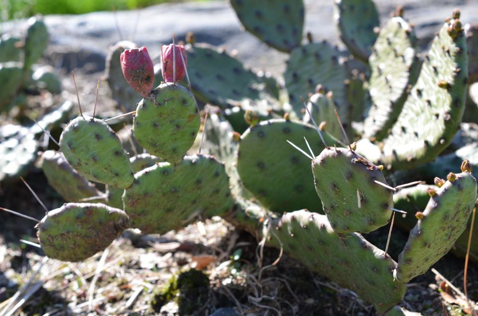 The City’s Native Cactus Revives from its Cadaverous Winter Husk