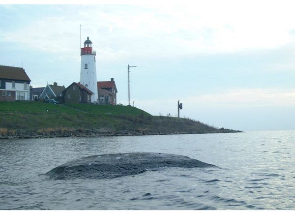 Ripples of Hope in the Netherlands