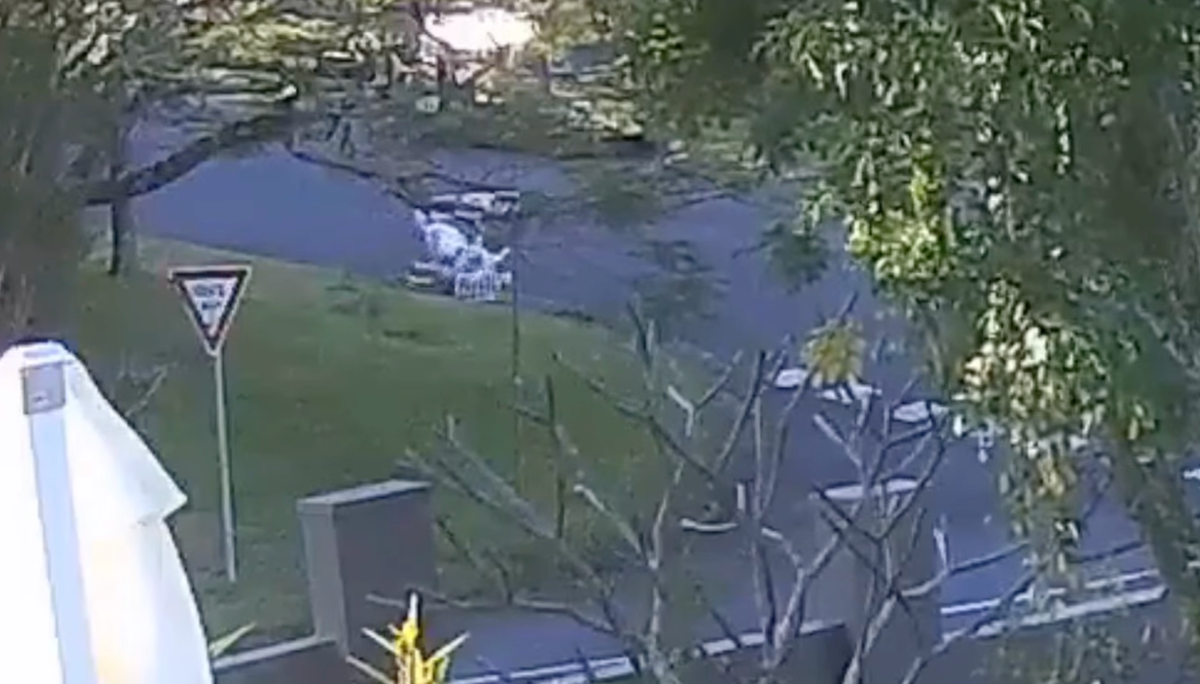 Dog Attack Turns Violent in Nerang: Elderly Owner Caught in the Struggle
