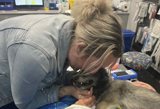 Dog Poisoning in Oxenford Leaves Community Outraged