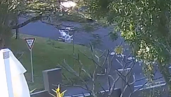 Dog Attack Turns Violent in Nerang: Elderly Owner Caught in the Struggle