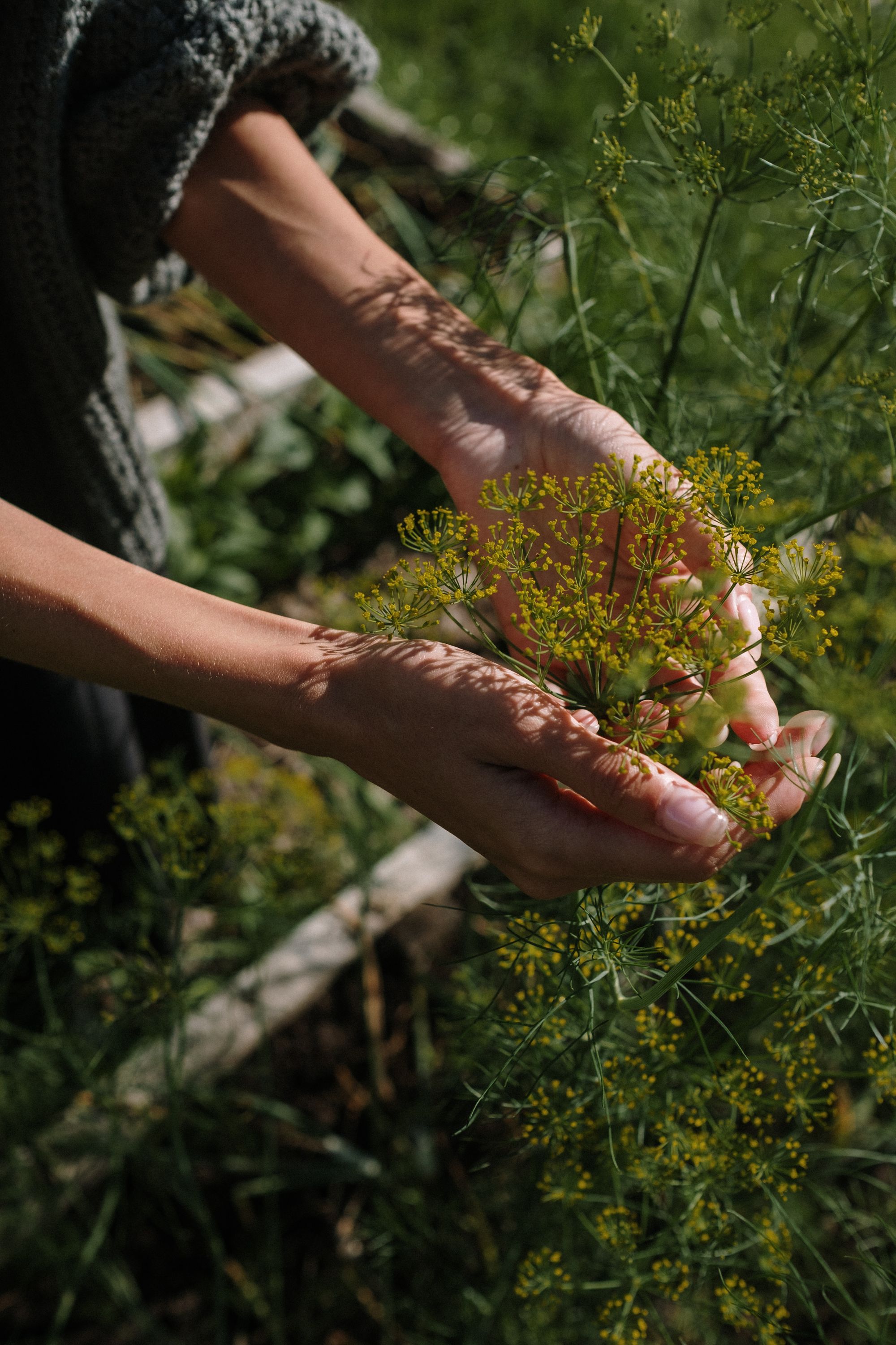 Img: A handful of fennel - Cotton bro, Pexels