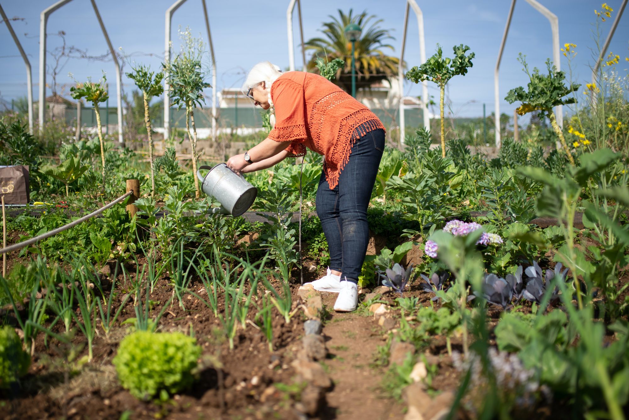 Img: Community garden project - Kampus Productions, Pexels