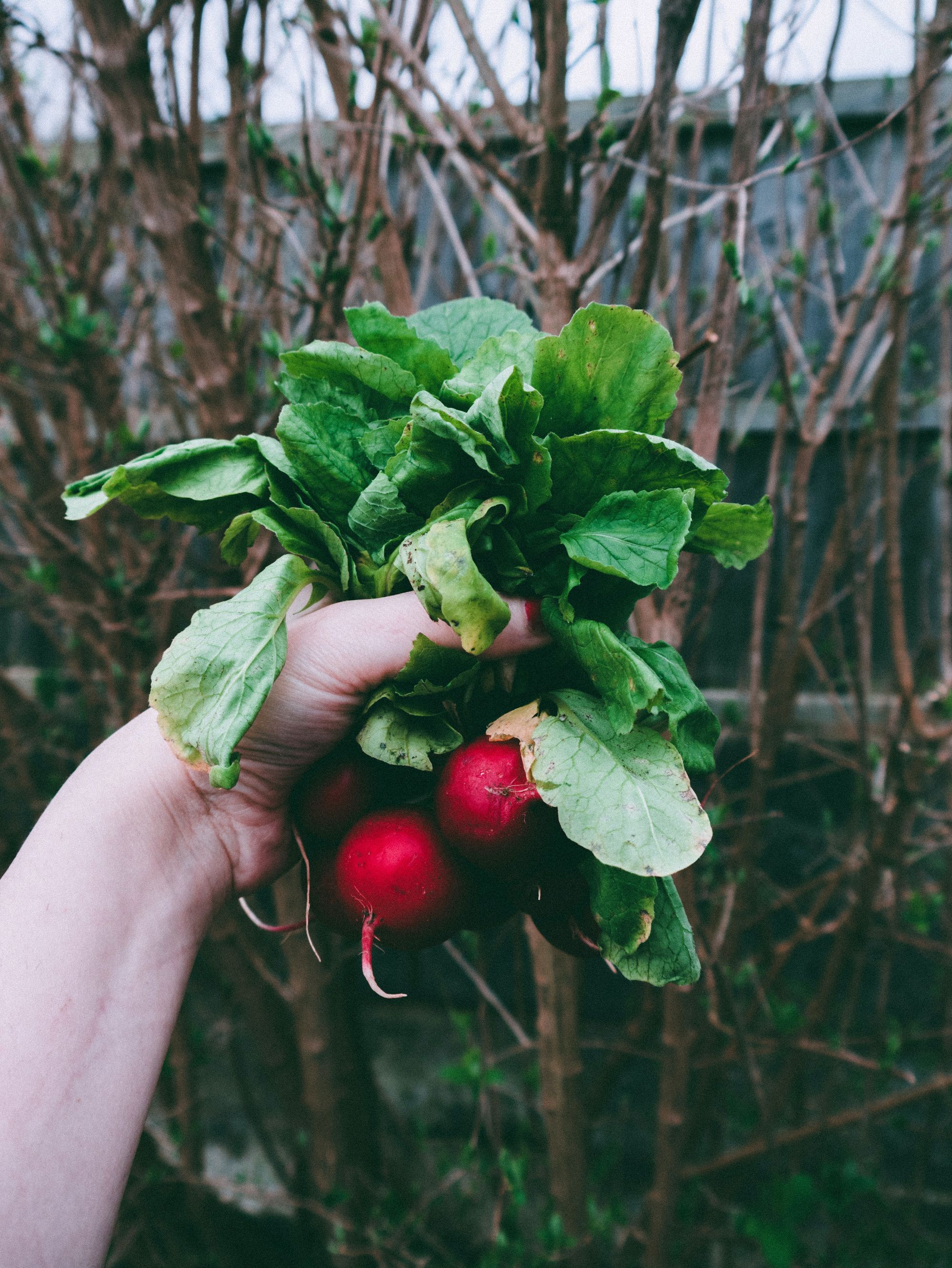 Img: A handful of radishes - Lisa Fotios, Pexels