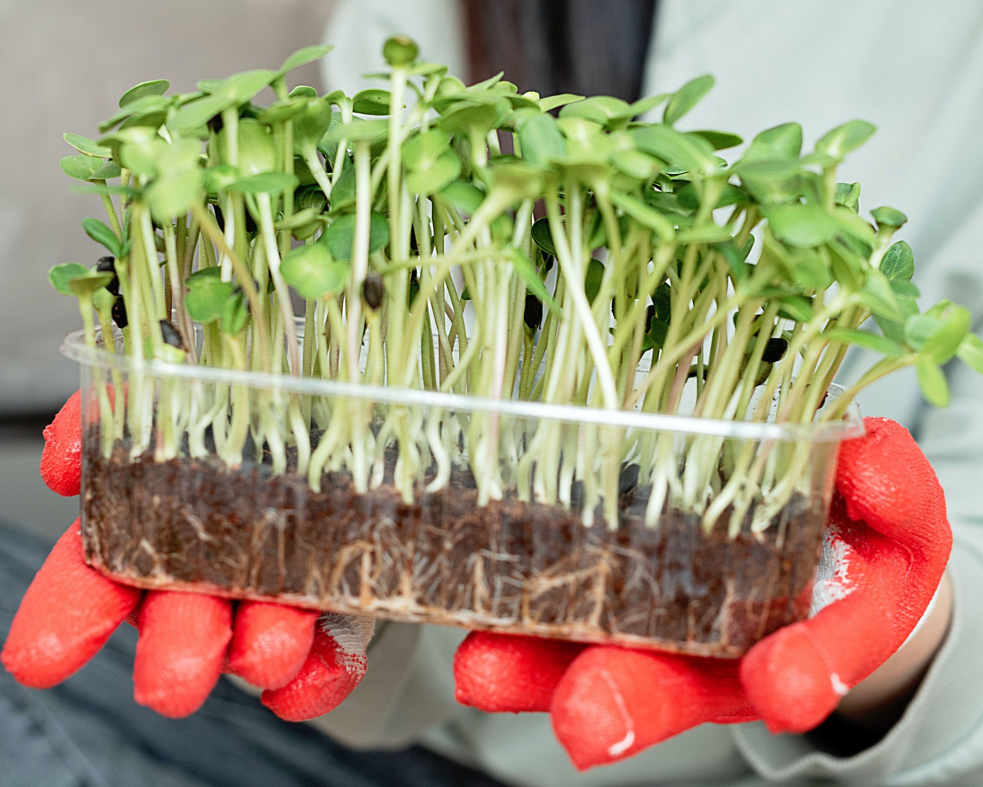 Sprouted seeds - Mikhail Nilov