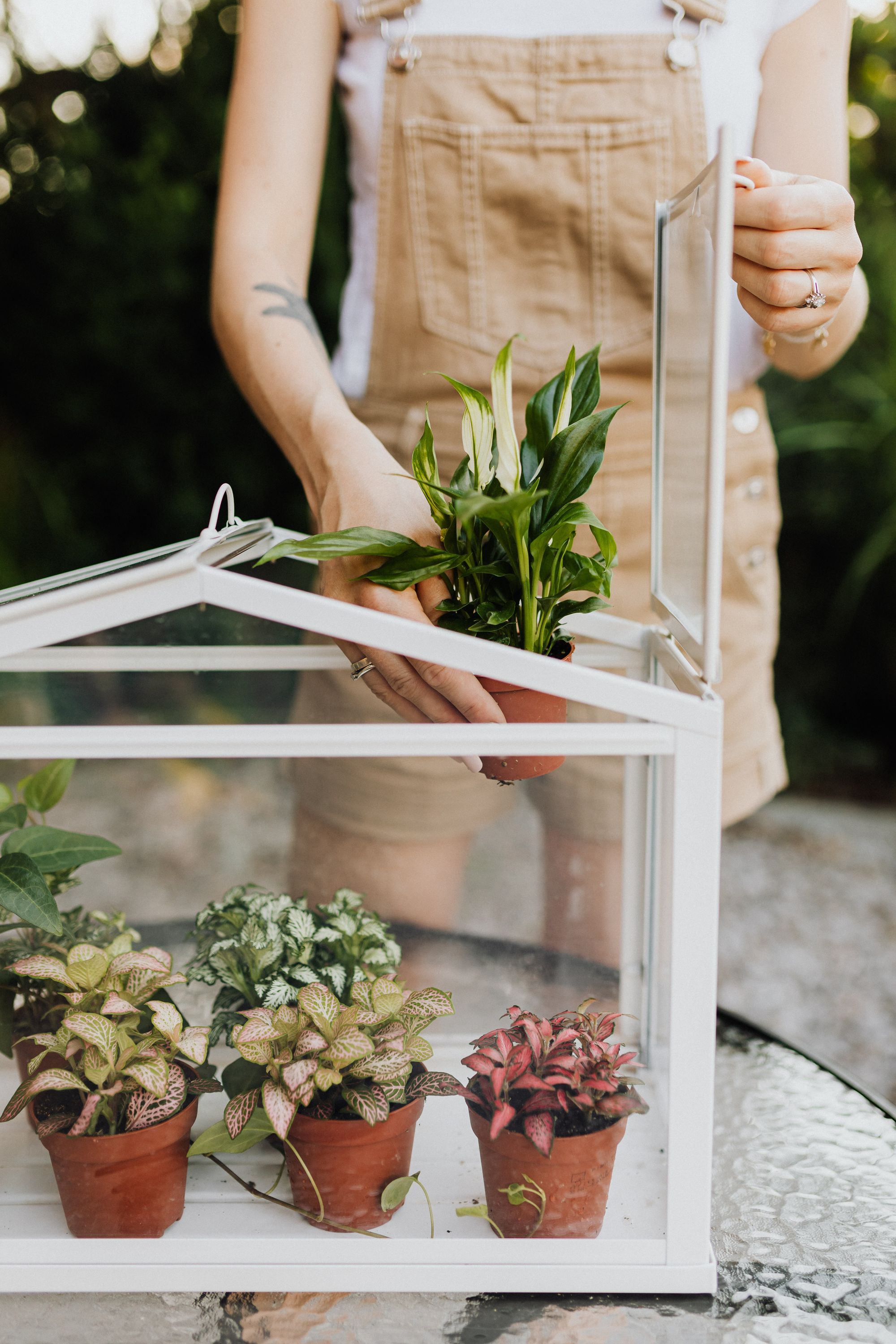 Mini Greenhouse - Karolina Grabowska, Pexels
