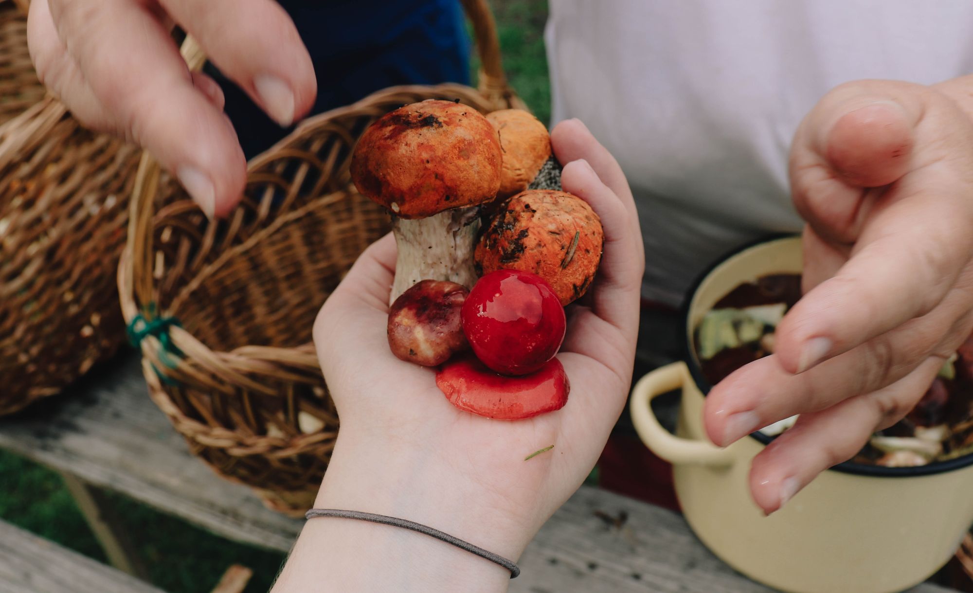 A handful of edible mushrooms - Valeria Nikitina