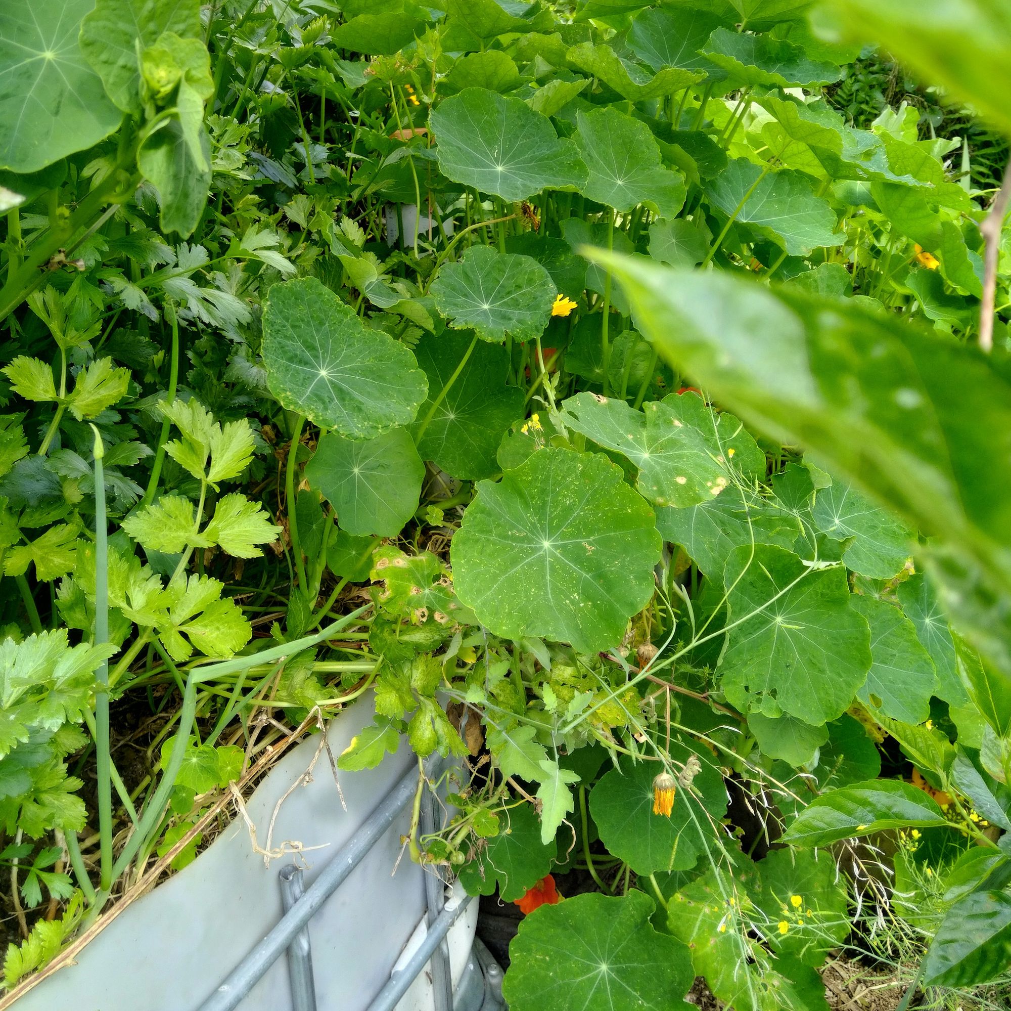 A hot [wick]bed of nasturtiums, celery and walking onions - one.fat.cat