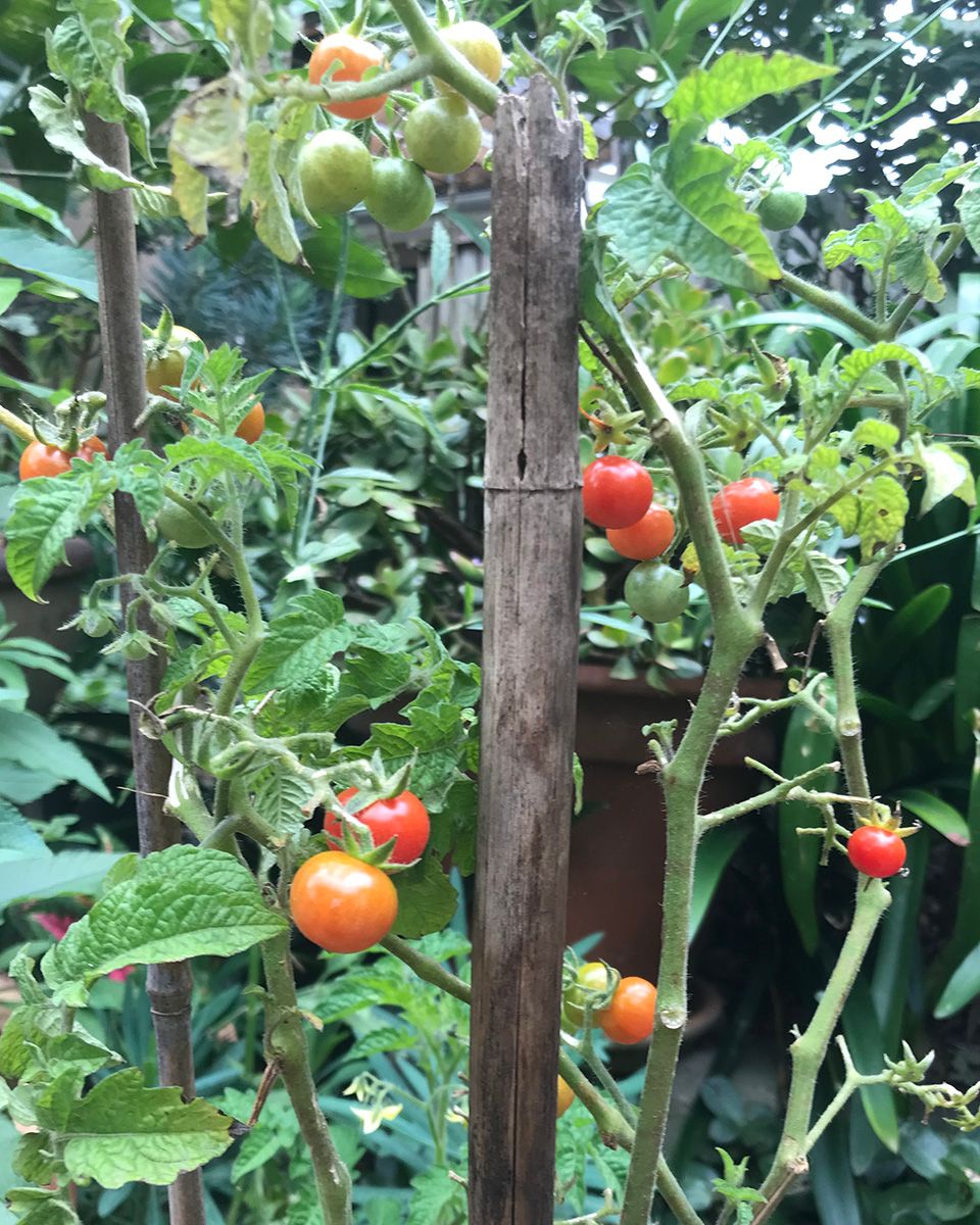 First flush of backyard cherry tomatoes - Isabella Pignatti-Morano