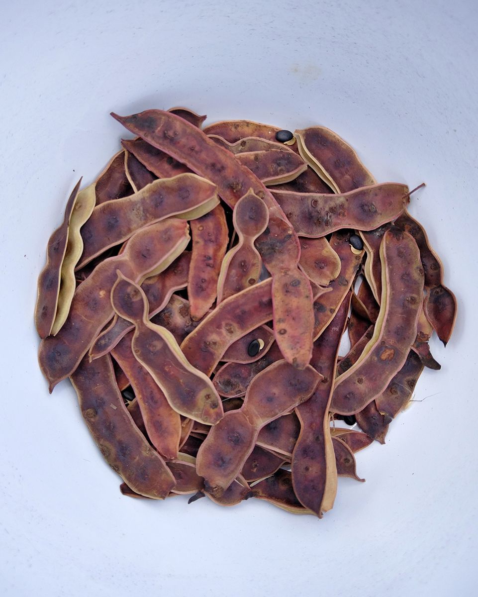 Wattle Seeds as they come off the tree. I keep mine dried in the pods until needed  -Victoria Waghorn