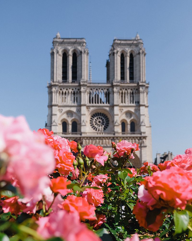 I beg your pardon, I never promised you a rose garden - Anna Shvets