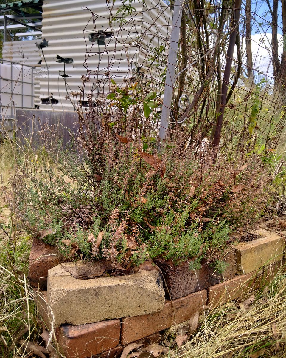 Scrappy looking summer thyme. Expect a milder flavour after flowering  - Victoria Waghorn