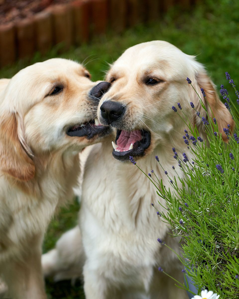 Lavender is for the birds, bees and big sooky dogs - Barnabas Davoti