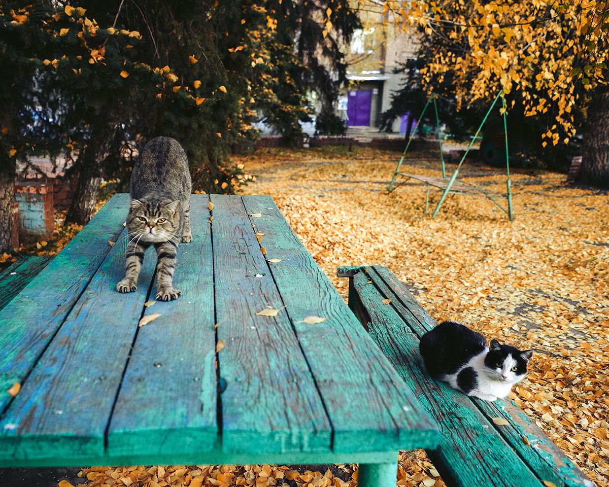 Compost pet poo away from childrens' play areas - Dmitry Egorov