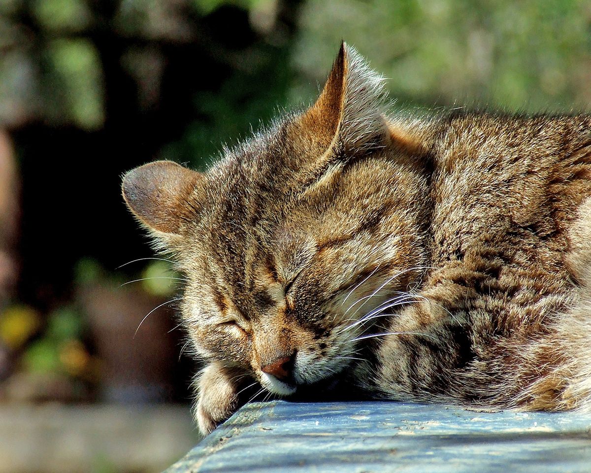 Garden spaces need sunny and shaded spots for everyone - Pixabay