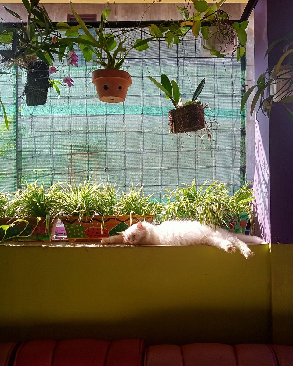 Use vertical & horizontal spaces for a pet friendly garden- Tiara Miftahulia NR