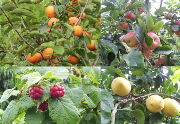 The first Australian council food forest by The City of Darebin - Deep Green Permaculture
