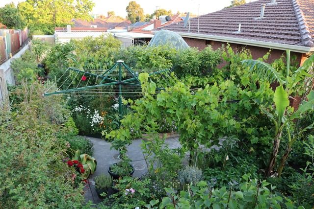 A transformed suburban food forest - Angelo Eliades