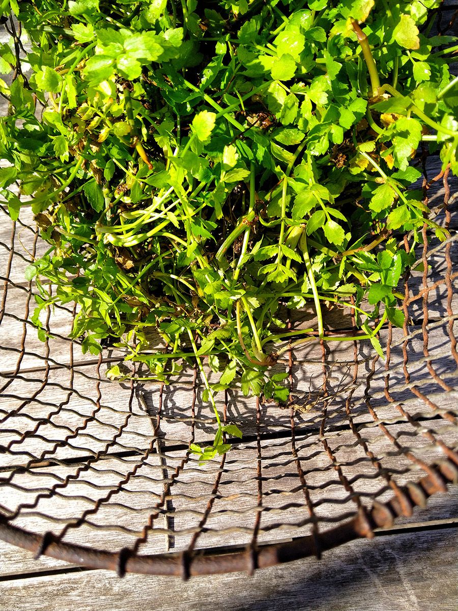 Pick out the best leaves to add to blender - Victorisa Waghorn