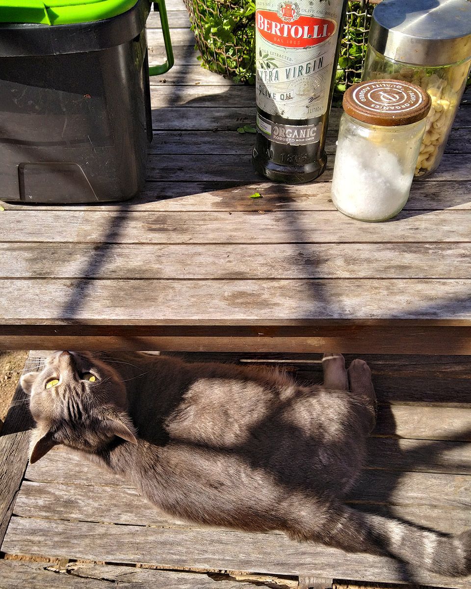 Now with cat! For a furrier texture... - Victoria Waghorn 