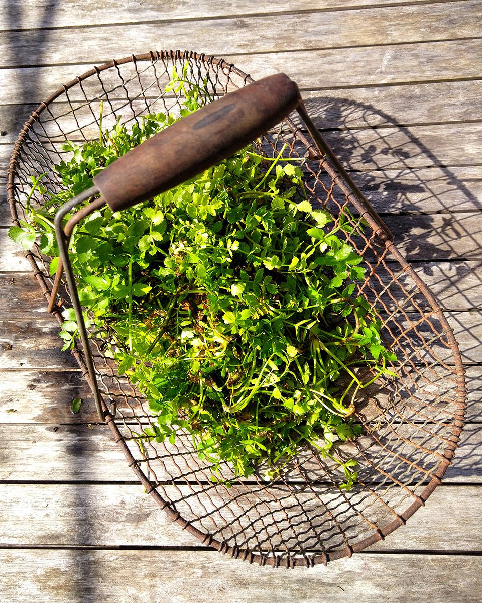 Freshly picked watercress. It grows in little clumps which can be easily propagated - Victoria Waghorn