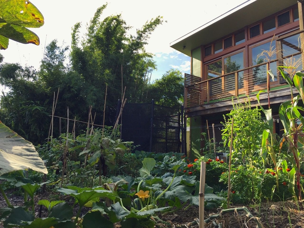 Happy Earth's maturing urban food forest in Unanderra - Kristen Bradley, Milkwood