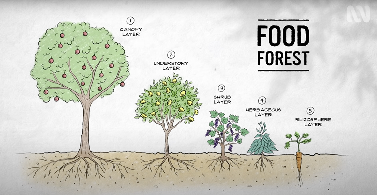 Five forest layers still counts - ABC