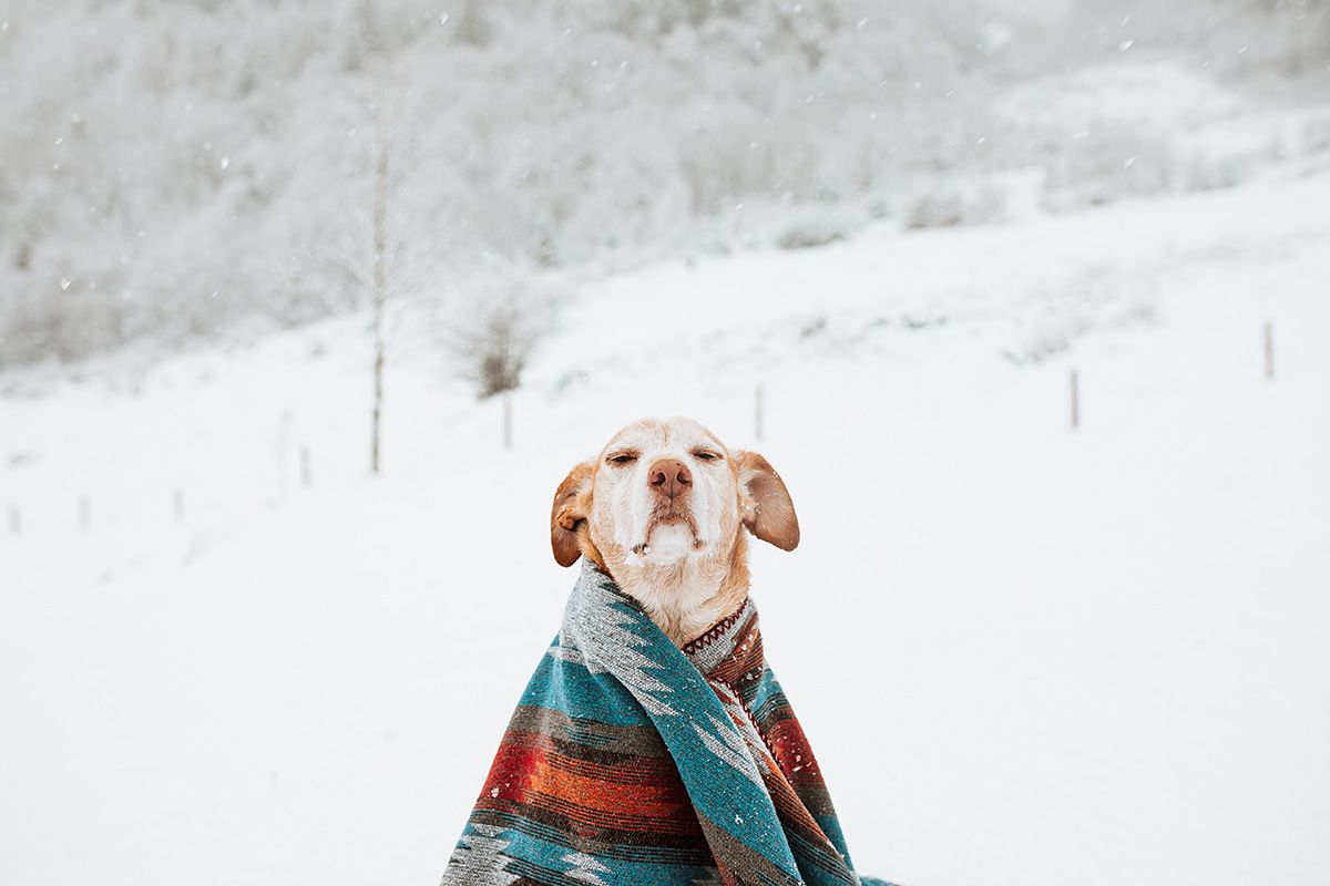 We all need to rug up in winter; humans, fur friends AND composts - Naomi Salome