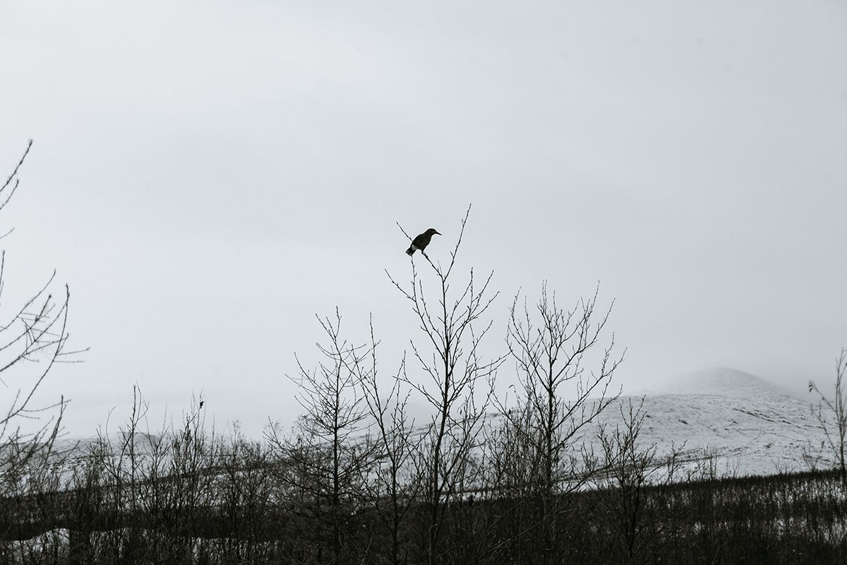 (Jon) Crow in Snow- Plato Terentev