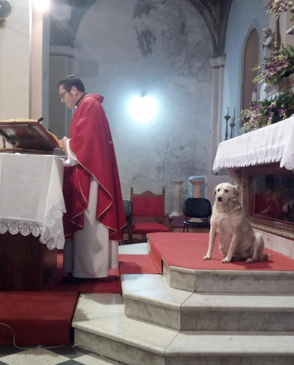 "Lady", la cagnolina "chierichetto" che presenzia la Messa ogni giorno