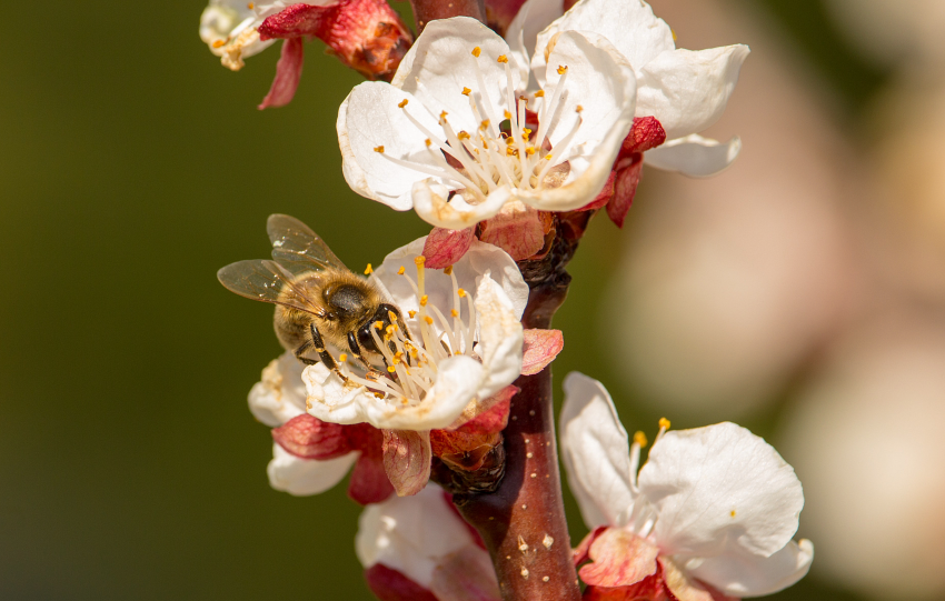 Cos'è l'"Alveare" di Santa Rita da Cascia?