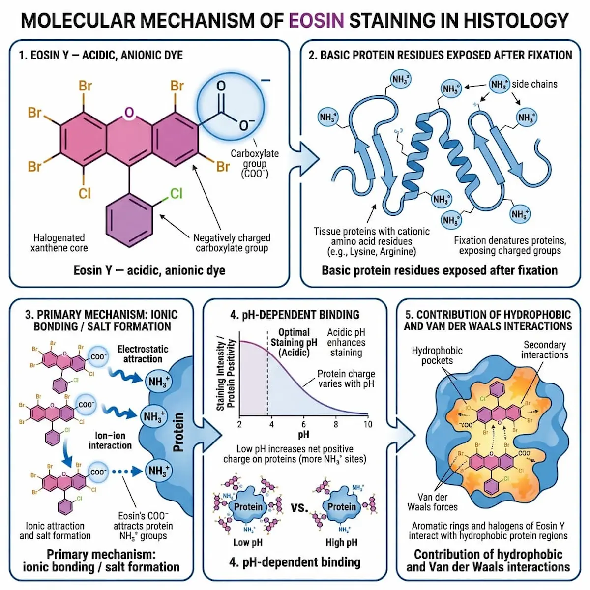 Infographic of eosin staining mechanism in five panels: anionic dye structure, exposed protein residues, ionic bonding, pH dependence, hydrophobic forces. 