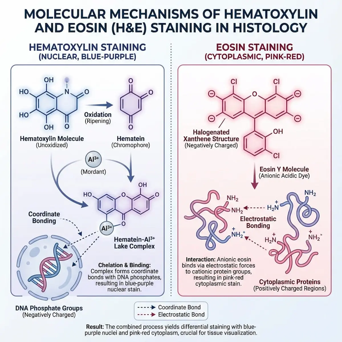 Infographic showing molecular mechanism of H&E staining: hematoxylin-aluminum binding to DNA phosphates, eosin binding electrostatically to proteins.