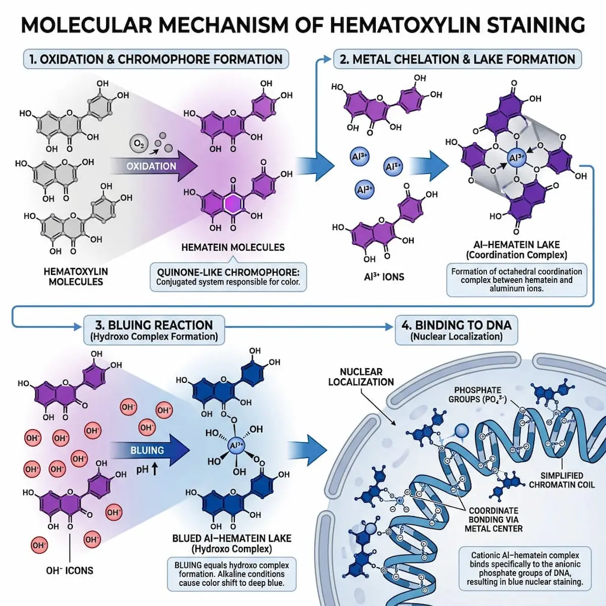 Infographic showing hematoxylin staining mechanism in four steps: oxidation to hematein, aluminum chelation, bluing reaction, and DNA phosphate binding. 