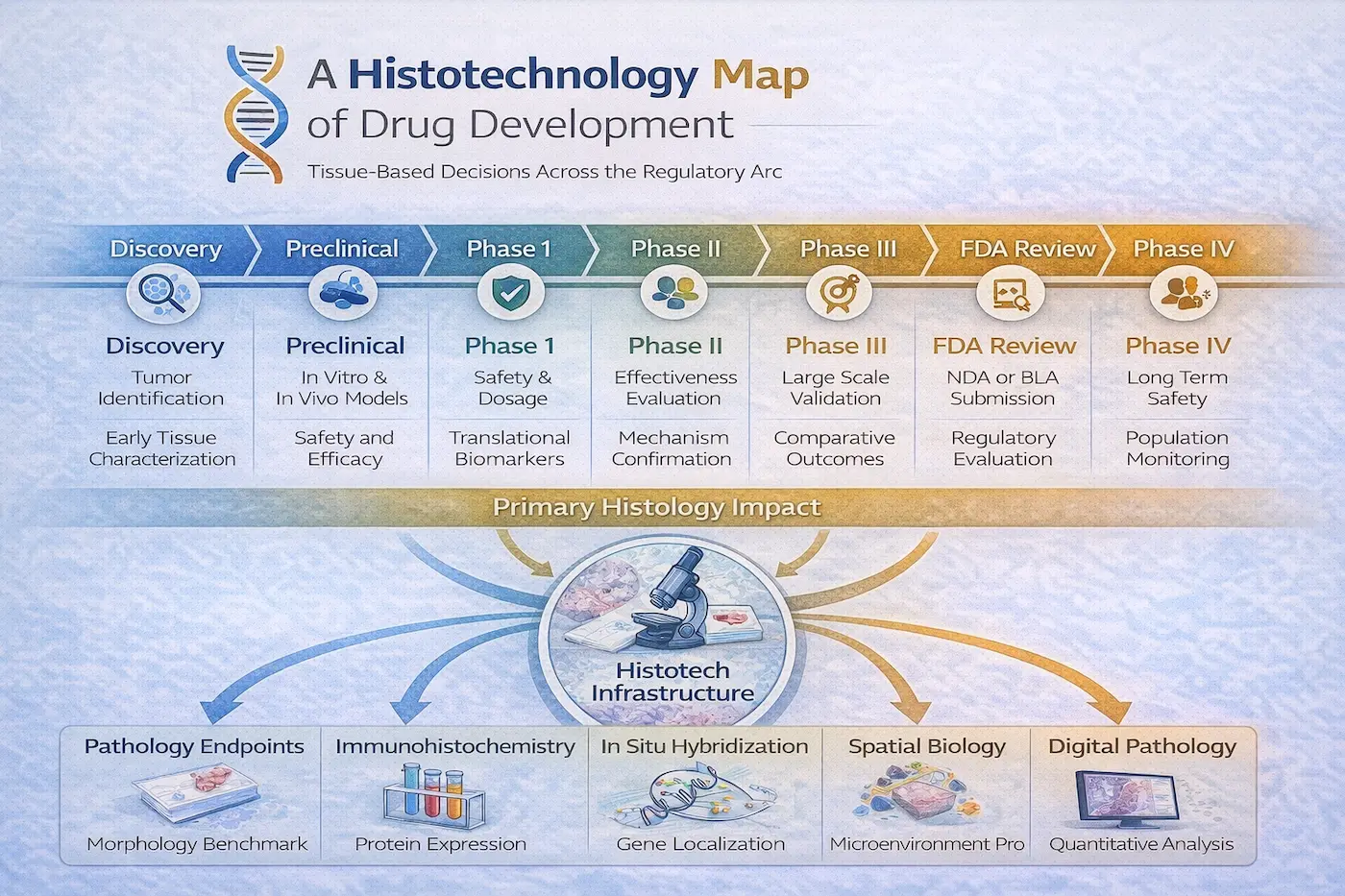 Infographic mapping histotechnology across drug development phases, from Discovery to Phase IV, with pathology and digital pathology tools.