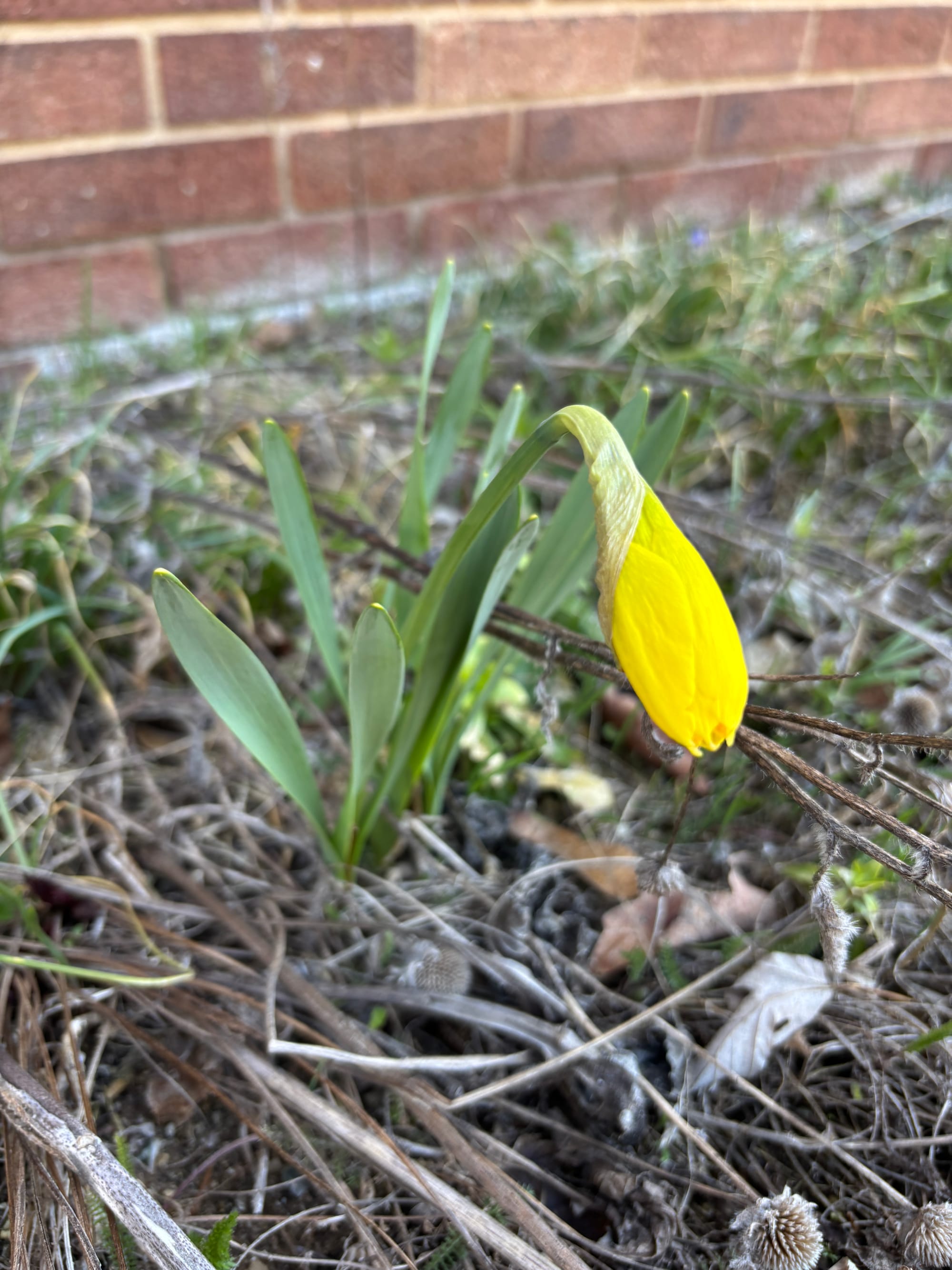 a daffodil bud, yet unopened, amidst the remains of dead plants from last year, a brick wall behind everything