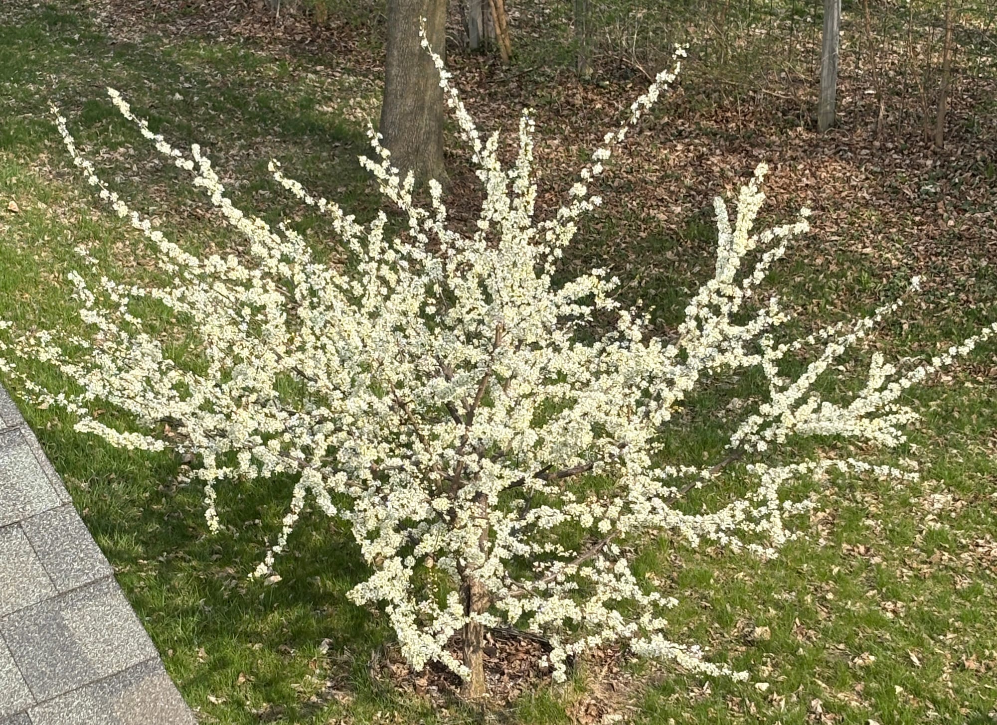 photo of a plum tree in blossom, the white blossoms absolutely cover each of the branches. not pictured: it smells like a jolly rancher, so sweet!